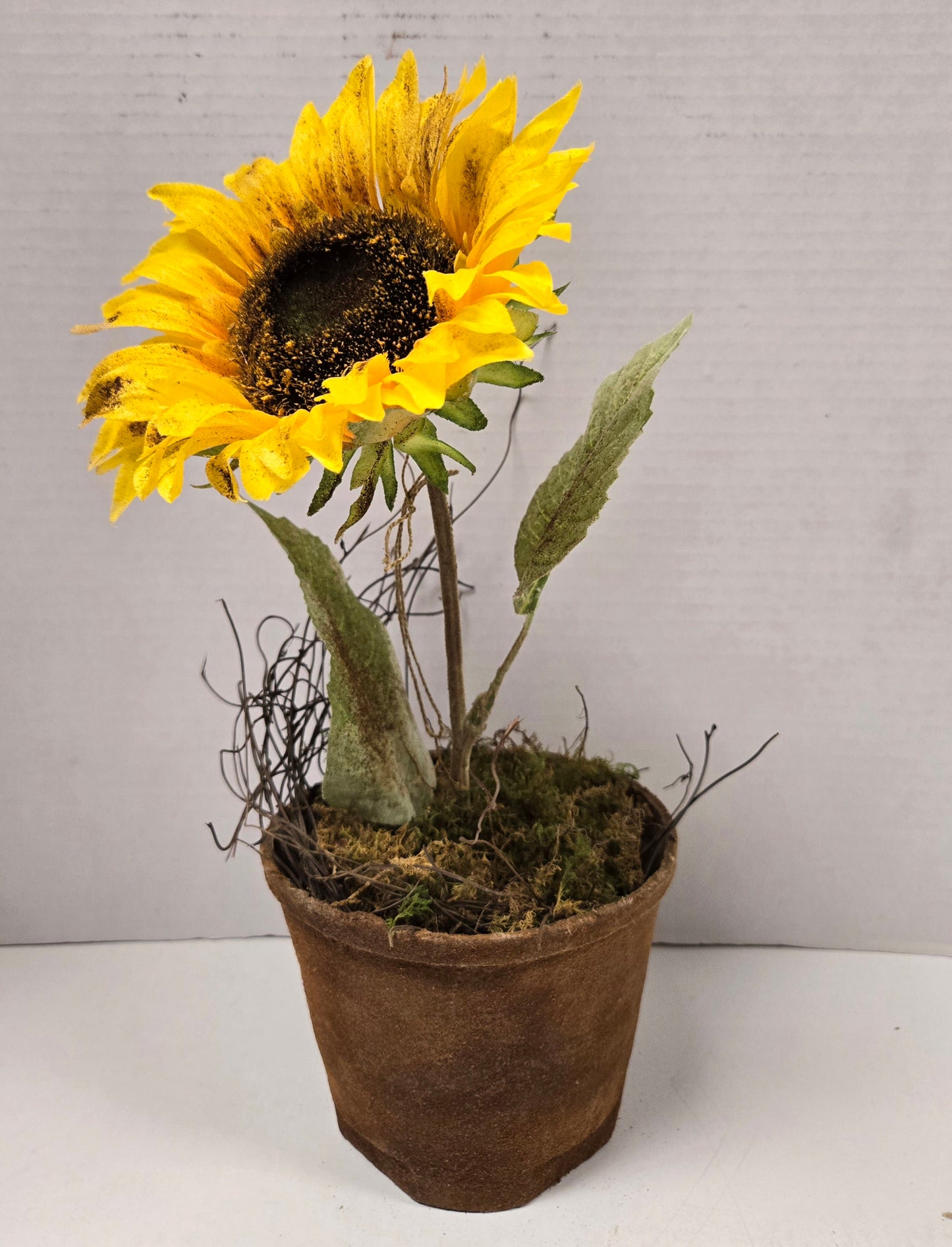 Sunflower in Pot