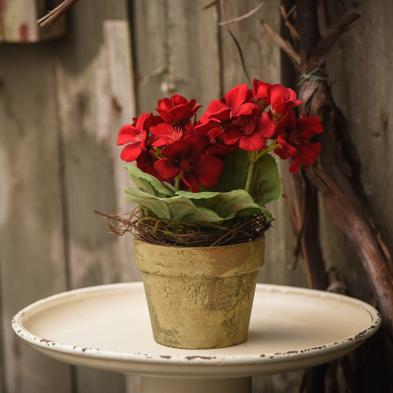 geranium potted plants 7" Red Potted Geranium