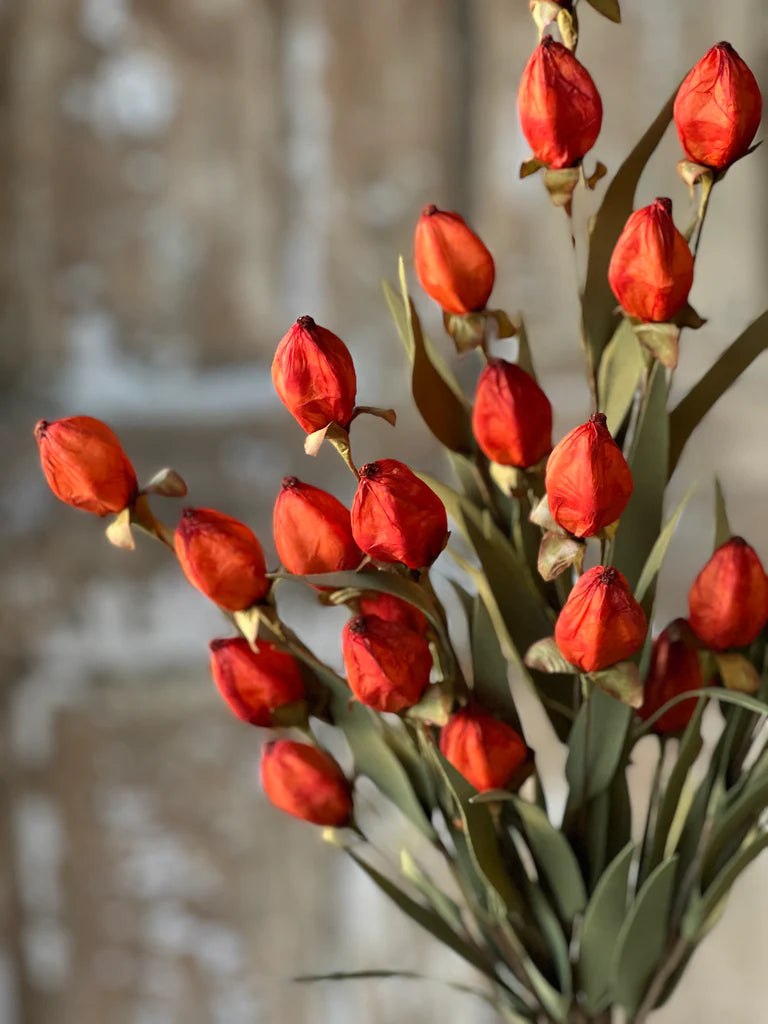 Red tulip buds with green leaves against a blurred background