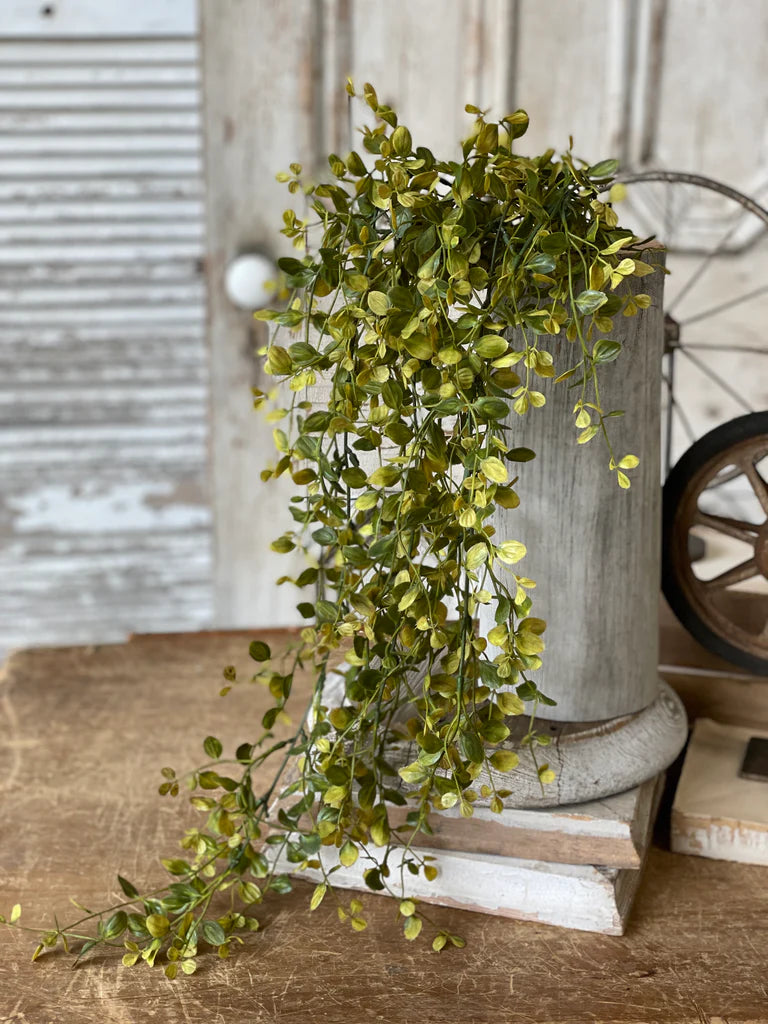 hanging leafy plants Bog Pimpernel Hanging | Green