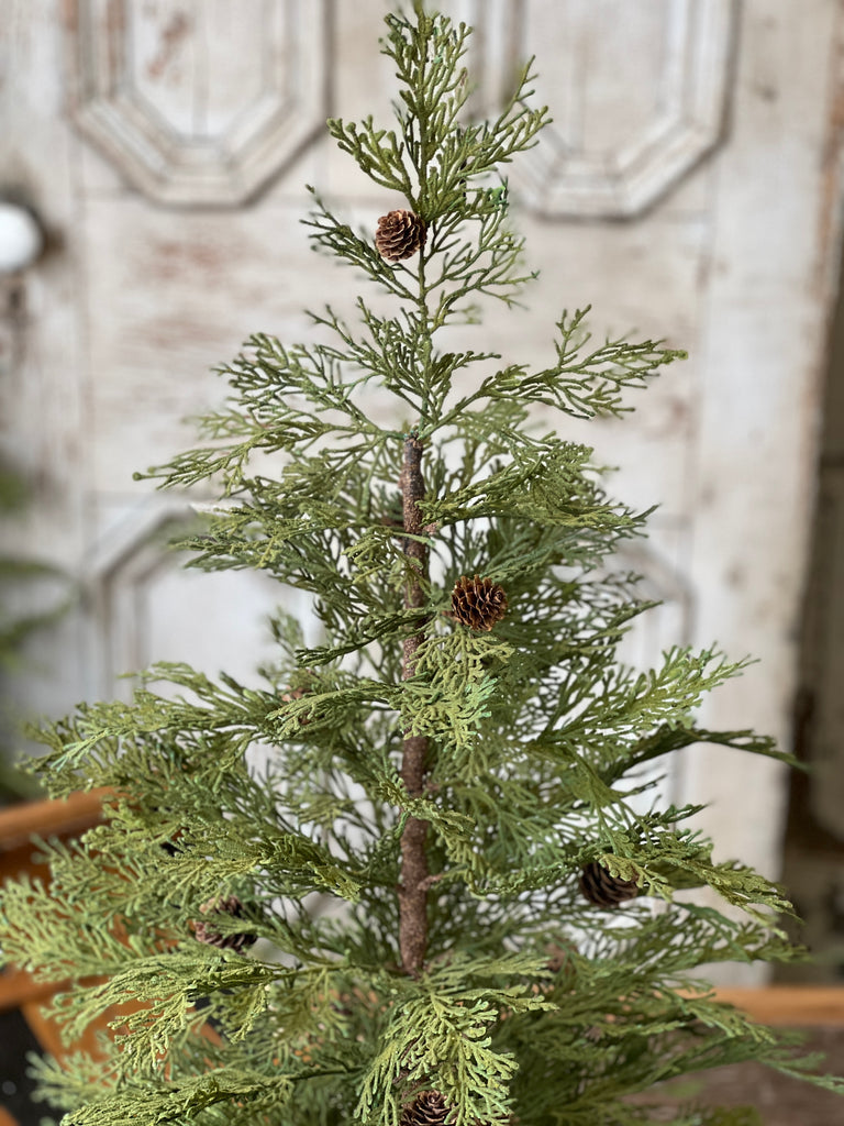 Close up of north rim hemlock tree on wooden table