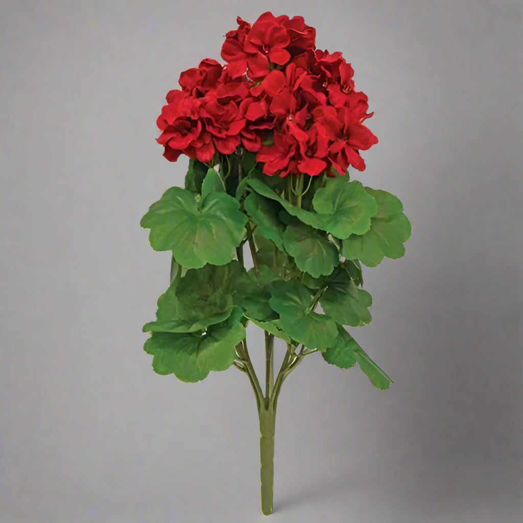 A red geranium bush with green leaves, featuring rich red geranium bloom clusters at the top.