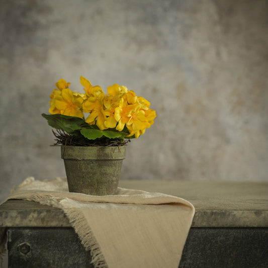 Yellow flowers in a pot on a stone surface with a textured wall background