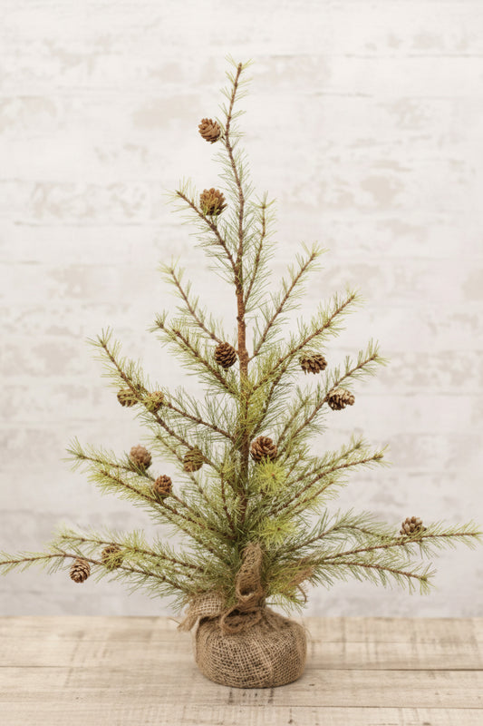 Cypress Pine Tree