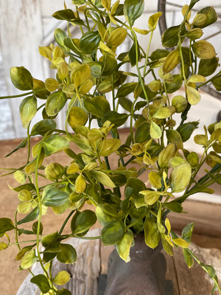 Close-up of a green plant with a blurred background