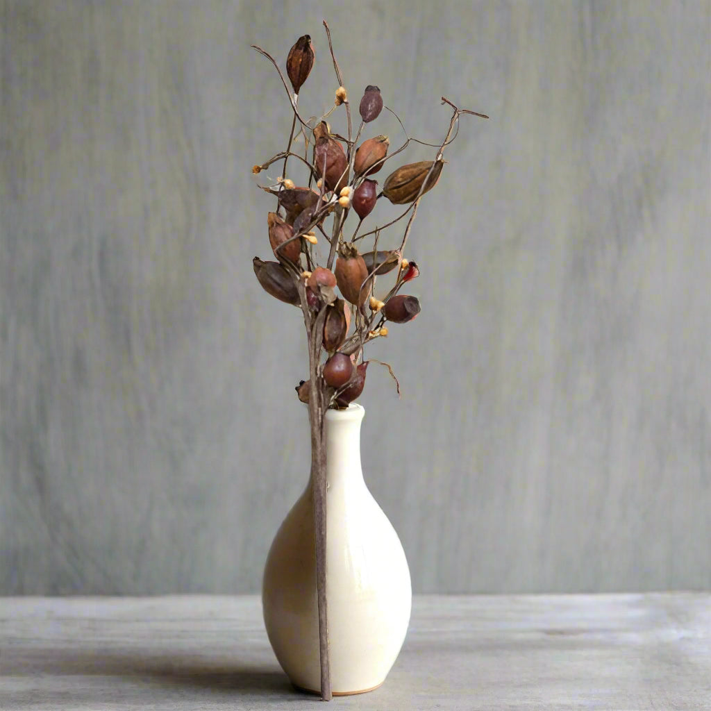 Dried rose hip pick on white background