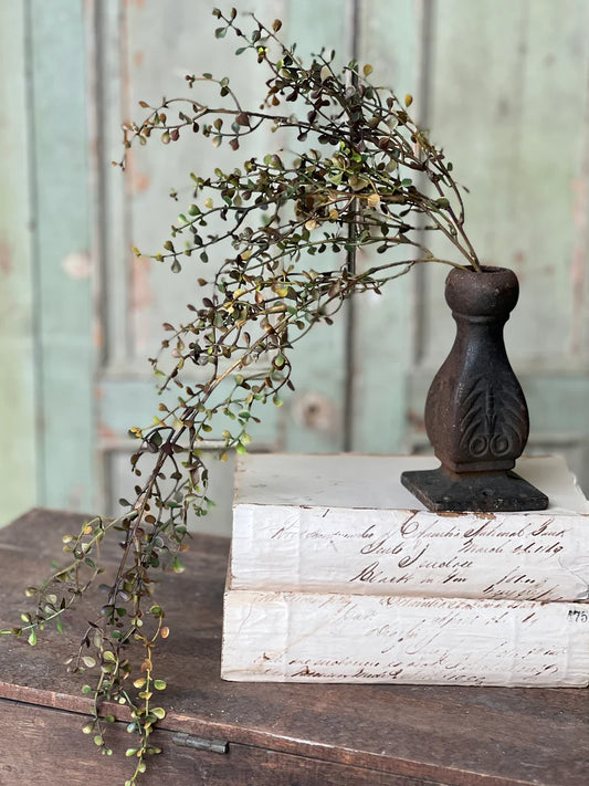 A decorative hanging plant with rounded leaves in a dusky color, mounted on a dark wooden stand, displayed against a rustic backdrop.