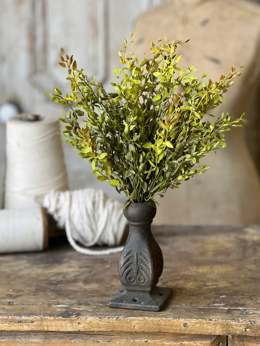 A green Lemon Beauty Bush with textured spear-shaped leaves in a rustic-looking vase on a wooden surface.