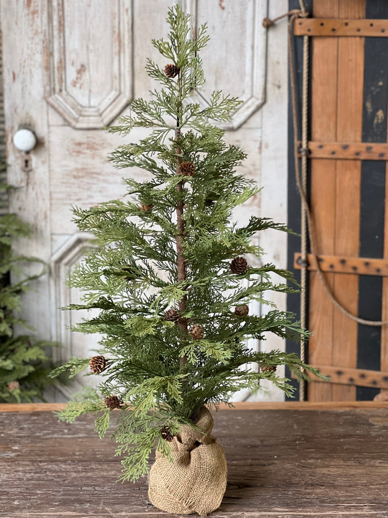 North rim hemlock tree on wooden table