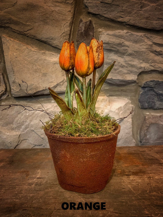 Tulip Orange