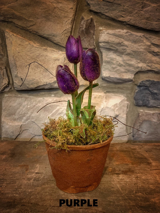 Tulip Purple