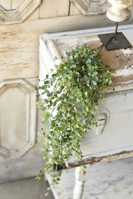 Hanging green plant on a rustic wooden surface