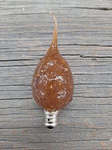 A silicone scented bulb with a brownish tint, resembling a rosehip, placed on a wooden surface.