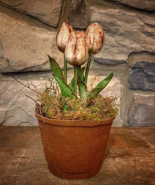 Tulip White